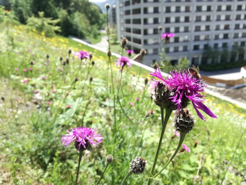 Das Manegg-Quartier in Zürich